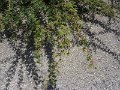 P1180929