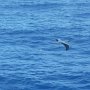 birds diving for fish
