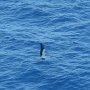 this bird is diving for fish