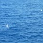 this bird caugh a fish