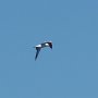 Bird flying looking for fish