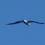 Bird flying looking for fish