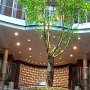beautiful tree receptical