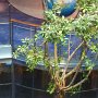 Tree in beautiful receptical