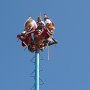 these four Mayans climb this poll then let them selves drop with a buggee cord