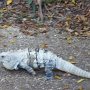 Iguana