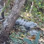 Iguana