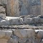 Iguana
