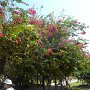 beautiful flowers on these trees