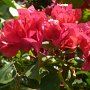 one of the flowers fromt the trees