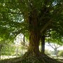tree that entangles itself on other trees to become one