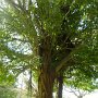 tree being choked to become one