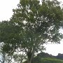 Alspice tree, the left is where the alspice spice comes from