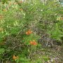 tree with flowers