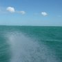 notice the sea is green