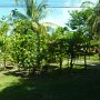 banana plantations