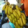 freshly picked banana stock, we all had one banana on the bus, it tasted very sweet very good, different from home as they are shipped so not as fresh