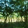 banana plantation