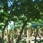 banana plantation