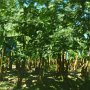 banana plantation