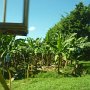 banana plantation