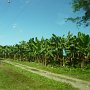 banana plantation