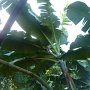 banana plantation