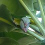 banana flower