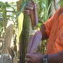 see the baby bananas forming under each leaf
