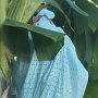 each blue bag is tied with a different colour ribbon which determines which country these bananas will be shipped, they use seven different colours, this one is red