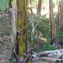 the banana tree gives bananas once then dies but a new shoot then growns and the process starts again.  The old ones just die and serve to fertilize the grounds for the new ones.