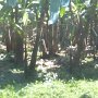 banana plantation