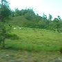 catle grazing