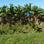 another banana plantation, you can clearly see the ditches for irrigation