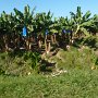 another banana plantation, you can clearly see the ditches for irrigation