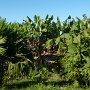 another banana plantation, you can clearly see the ditches for irrigation