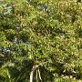 some of the vegetation