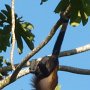 monkey playing