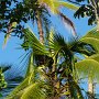 beautiful blue sky today, these trees are the play grounds for a few monkeys (black and brown)