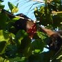 here there are two monkeys
