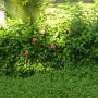 beautiful flowers