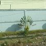 palms decorating this cement wall