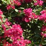 some beautiful flowers on the trees