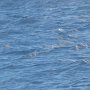 the sea that we are tendering in, it was a smooth ride