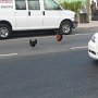 two roosters walking the streets