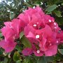 beautiful flowers