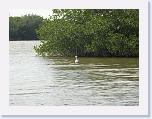 DSCN6125 * pelican * 2288 x 1712 * (705KB)