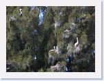 DSCN6128 * pelicans * 2288 x 1712 * (794KB)