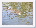 DSCN6129 * manatee * 2288 x 1712 * (827KB)