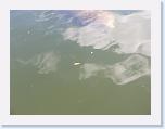 DSCN6130 * see at top - manatee * 2288 x 1712 * (896KB)